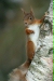 Red Squirrel